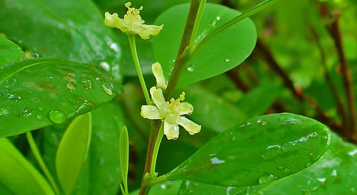 Plantas afrodisíacas para hombres y&nbsp;mujeres